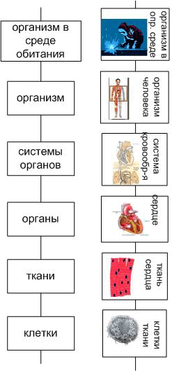 Рис. 3. Лифт организма человека