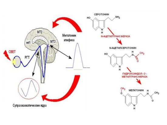 Рис. 6. Схема синтеза мелатонина в пинеалоцитах 