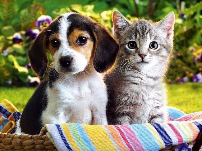 В Петрозаводске пройдёт благотворительная выставка-раздача кошек и собак