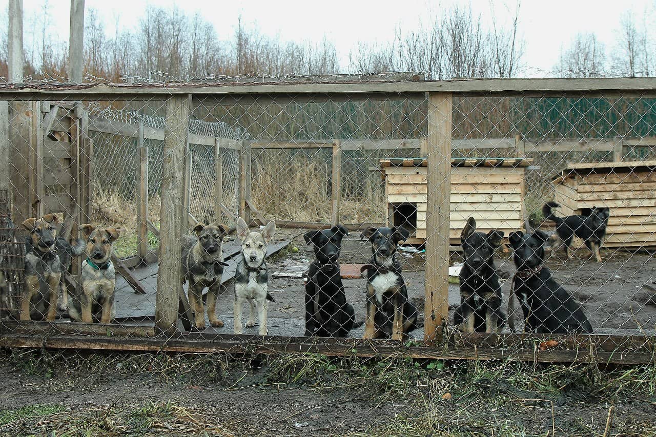 Приют для животных в прокопьевске фото животных
