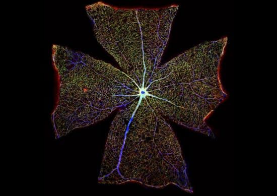 Поверхность сетчатки мышиного глаза. Фото: Gabriel Luna. Neuroscience Research Institute University of California