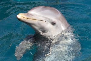 Язык дельфинов