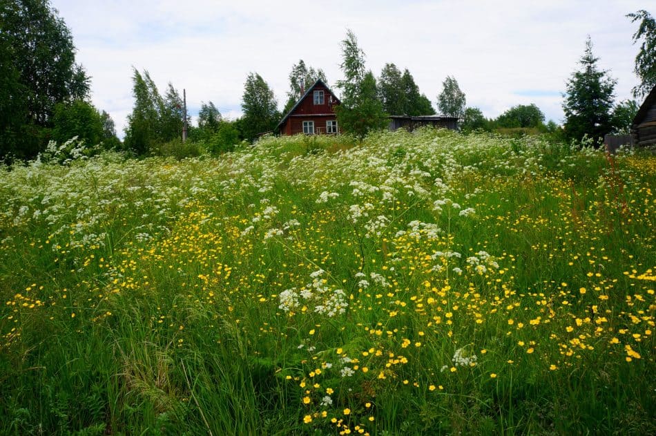 Лето в Карелии. Фото Ирины Ларионовой