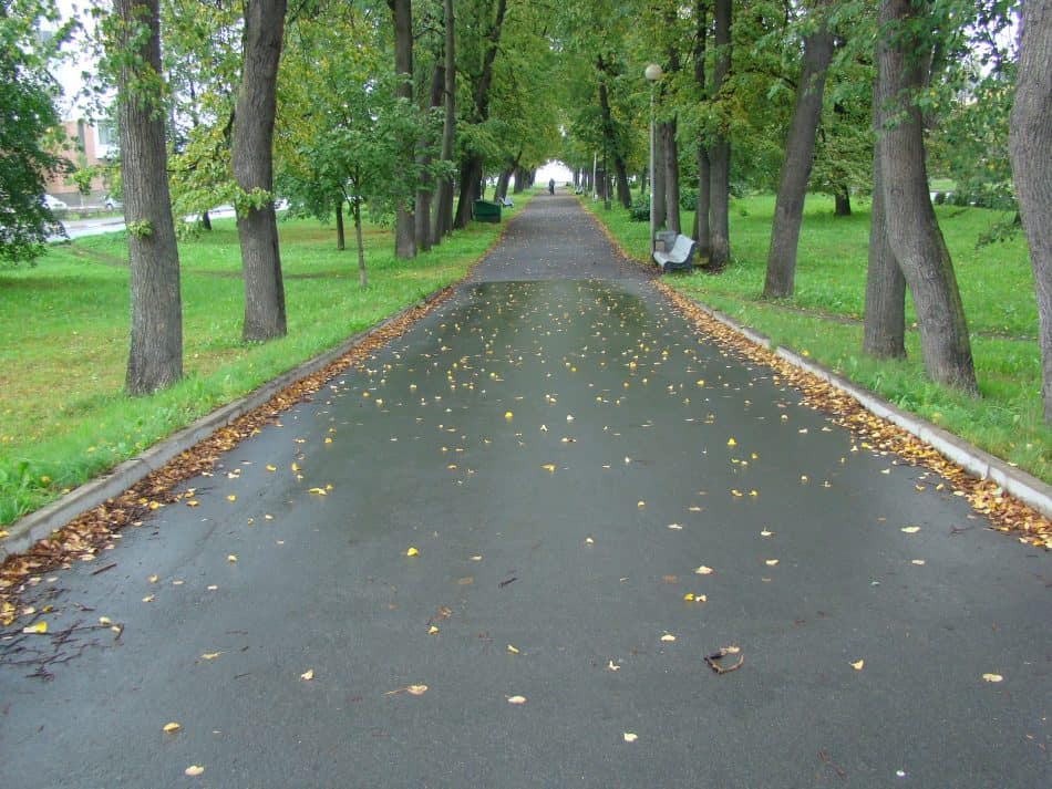 Левашовский бульвар. Фото Юлии Свинцовой