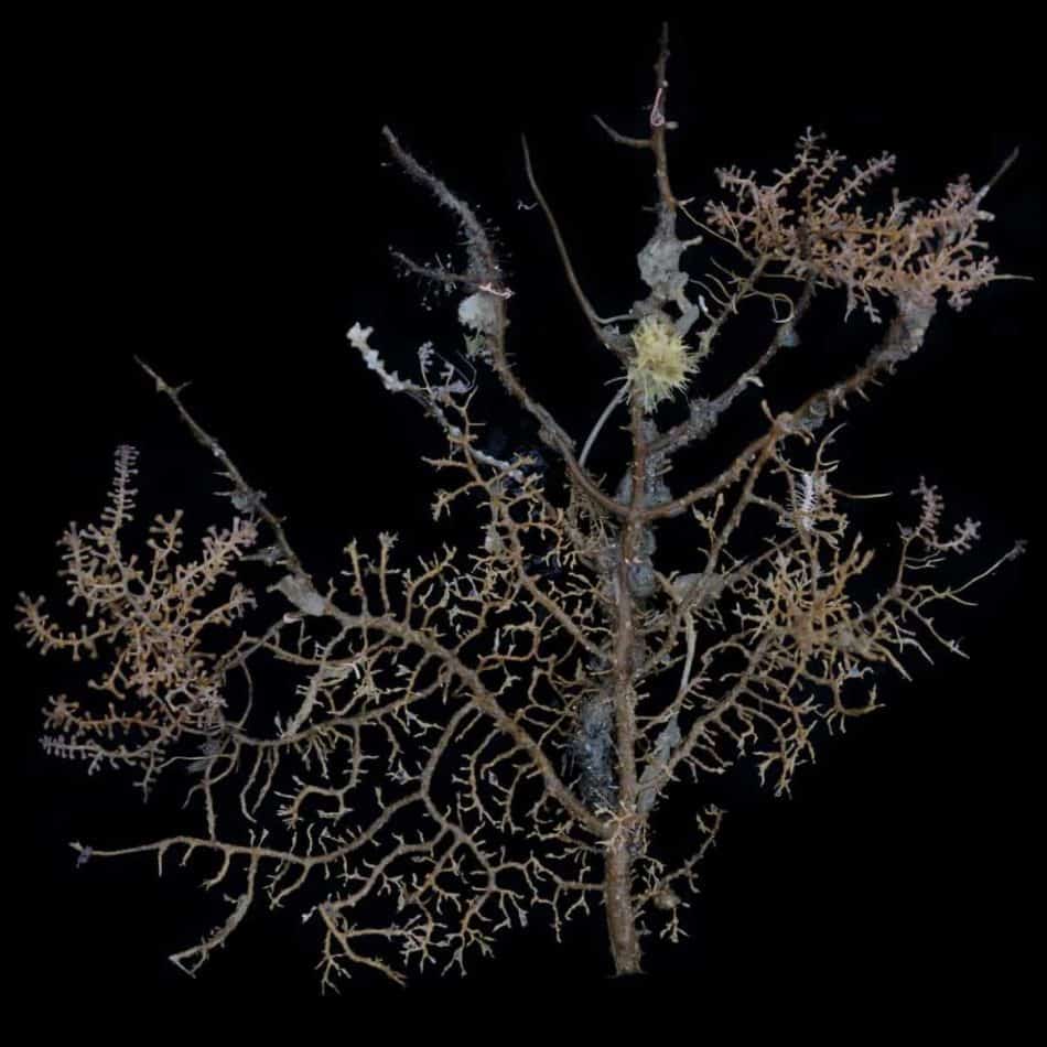 Мертвый роговой коралл./ ©The Guardian