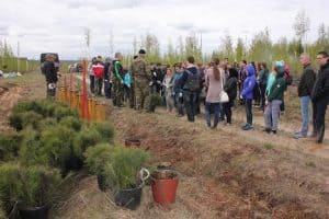 Движение ЭКА собирает волонтеров на посадки деревьев в Карелии