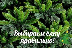 Топ-5 признаков правильной новогодней елки