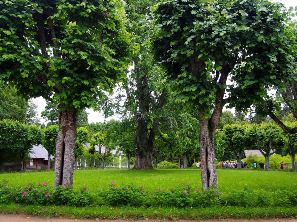 Эти деревья перед домом посадил сын поэта Григорий Пушкин. Июль 2019 года. Фото Ирины Ларионовой