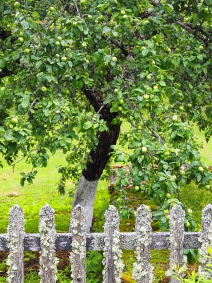 Такая необычная ограда у яблоневого сада в Михайловсокм. Июль 2019 года. Фото Ирины Ларионовой