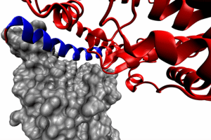 Комплекс белка-«шипа» и ACE2 по данным рентгеноструктурного анализа. Серым цветом показан ACE2-связывающий домен белка-«шипа», красным — ACE2, а синим — фрагмент ACE2, соответствующий SBP1