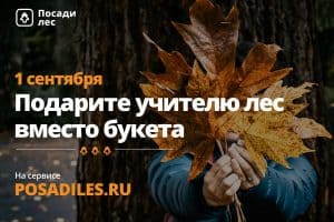 Лес вместо букета предлагают подарить учителям к 1 сентября экологи