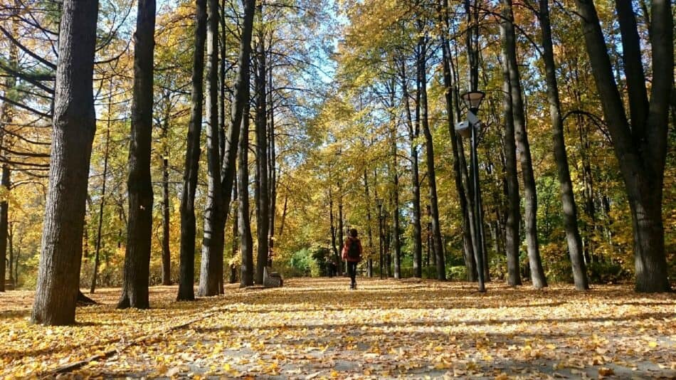 В петрозаводском парке Ямка. Фото Ирины Ларионовой