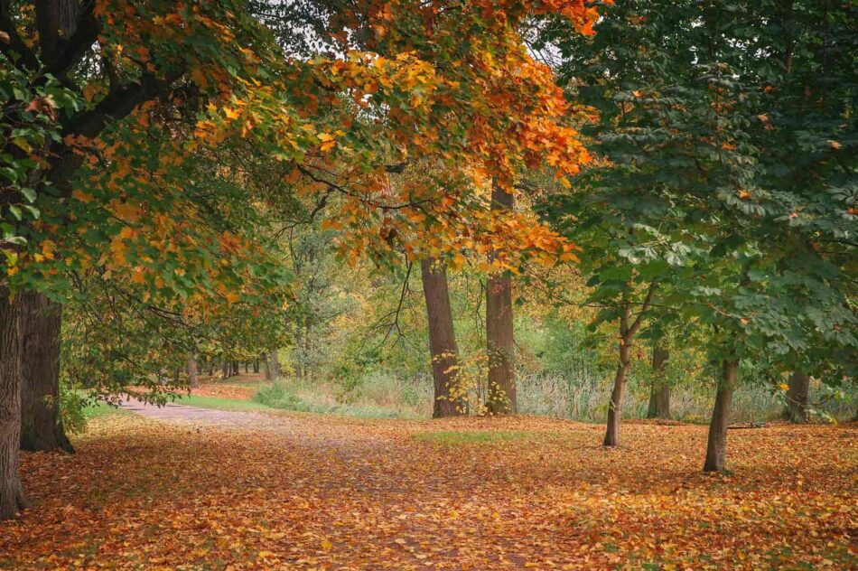 Петергофский парк осенью прекрасен. Фото Анны Кондюковой